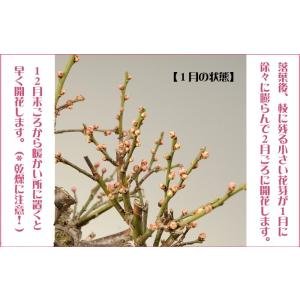 小品盆栽:白梅(信楽焼小鉢)*令和 万葉 集 ...の詳細画像3
