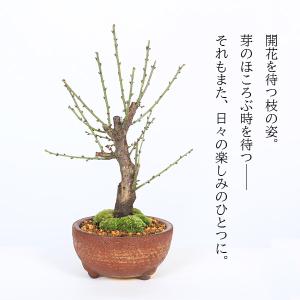 小品盆栽:白梅(信楽焼小鉢)*令和 万葉 集 ...の詳細画像5