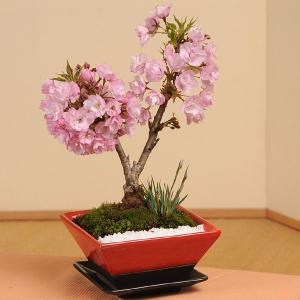 モダン桜盆栽：桜・山草寄せ(スクエア鉢）*2020年 春 開花予定bonsai