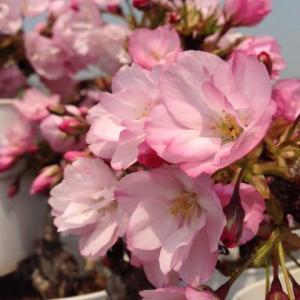 盆栽:桜・藤寄せ植え*陶器鉢* (2024年開...の詳細画像1