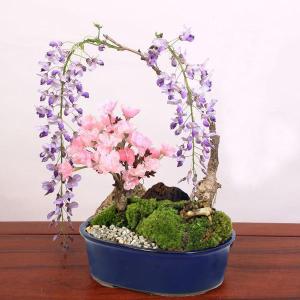 盆栽:桜・藤寄せ植え* (萬古焼青楕円鉢) <...の詳細画像1