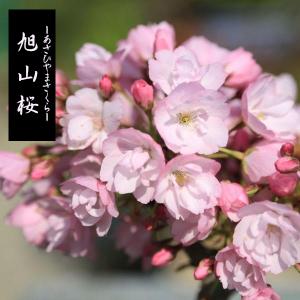 盆栽:桜・藤寄せ植え* (萬古焼青楕円鉢) <...の詳細画像2