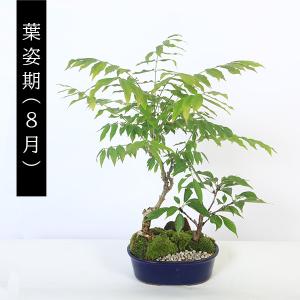 盆栽:桜・藤寄せ植え* (萬古焼青楕円鉢) <...の詳細画像4