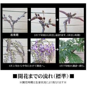 盆栽:桜・藤寄せ植え*陶器鉢* (2024年開...の詳細画像4