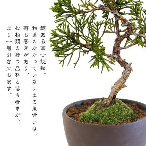 ミニ盆栽:糸魚川真柏(曲・5年生)* (萬古焼...の詳細画像3