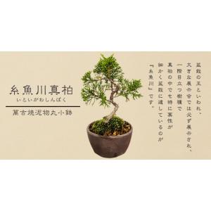 ミニ盆栽:糸魚川真柏(曲・5年生)* (萬古焼...の詳細画像5