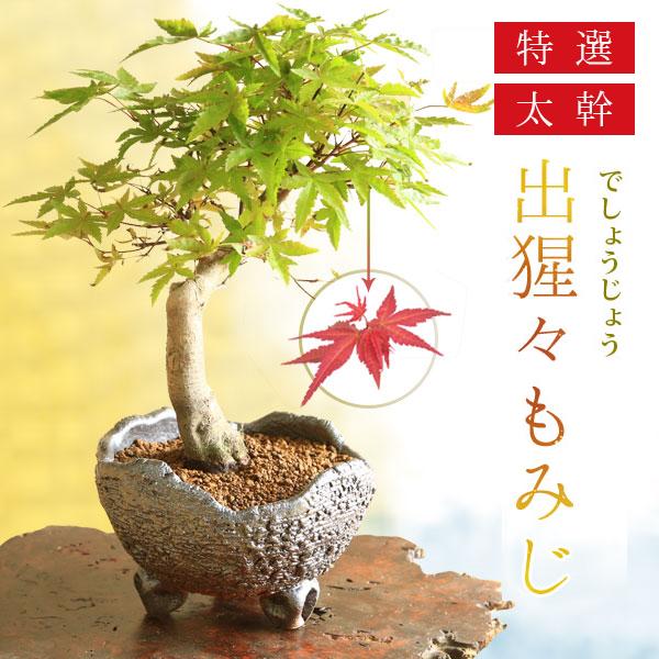 盆栽：特選出猩々もみじ(信楽焼鉢)*太幹 モミジ 鉢植え 紅葉狩り あすつく bonsai