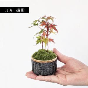 ミニ盆栽:山もみじ寄せ*(瀬戸焼丸鉢)苔付 モ...の詳細画像1