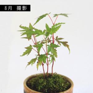 ミニ盆栽:山もみじ寄せ*(瀬戸焼丸鉢)苔付 モ...の詳細画像3