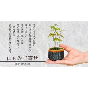 ミニ盆栽:山もみじ寄せ*(瀬戸焼丸鉢)苔付 モ...の詳細画像4