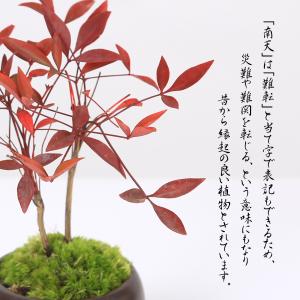 プチ盆栽:南天* 苔付き 丸陶器鉢 bonsaiの詳細画像2