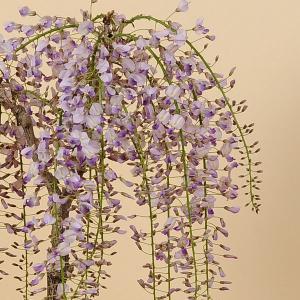 人気花物盆栽:桜・藤寄せ植え(大)・瀬戸焼鉢*...の詳細画像2
