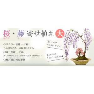 人気花物盆栽:桜・藤寄せ植え(大)・瀬戸焼鉢*...の詳細画像4