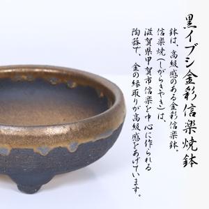 盆栽:長寿梅(大)*(信楽焼黒イブシ金彩鉢)苔...の詳細画像4