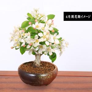 盆栽:姫りんご*(瀬戸焼三彩鉢) 実物花盆栽鉢...の詳細画像2