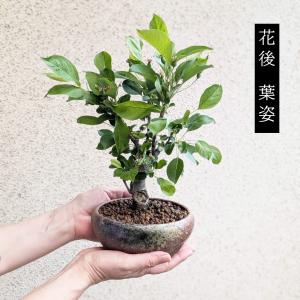 盆栽:姫りんご*(瀬戸焼三彩鉢) 実物花盆栽鉢...の詳細画像3