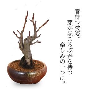 盆栽:姫りんご*(瀬戸焼三彩鉢) 実物花盆栽鉢...の詳細画像4