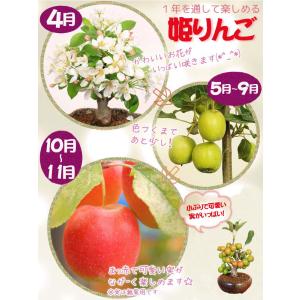 盆栽:姫りんご*(瀬戸焼三彩鉢) 実物花盆栽鉢...の詳細画像5