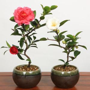 ミニ盆栽 花色選べる :寒椿(黒色緑縁瀬戸焼小...の詳細画像1