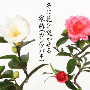 ミニ盆栽 花色選べる :寒椿(黒色緑縁瀬戸焼小...の詳細画像4