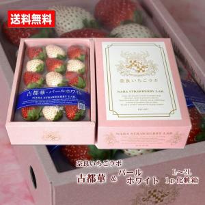いちご 送料無料 紅白いちご 古都華 パールホワイト L〜2Lサイズ 化粧箱 お歳暮ギフト 奈良県 奈良いちごラボ 贈答用 おためし