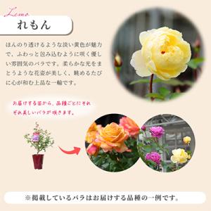 ふるさと納税 枚方市 「京阪園芸」のバラの鉢植...の詳細画像2