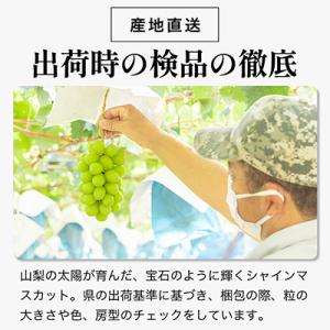 ふるさと納税 山梨市 【2026年発送 】シャ...の詳細画像1
