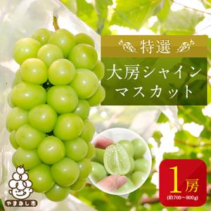 ふるさと納税 山梨市 【2026年発送】特選大房シャインマスカット1房(約700〜800g) ふるさ...