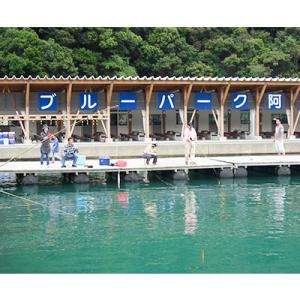 ふるさと納税 小浜市 釣堀で若狭の小鯛釣り放題(ペアチケット)