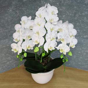 ふるさと納税 田原市 【陶器鉢寄せ植え】中村洋...の詳細画像1