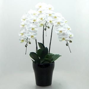 ふるさと納税 田原市 【陶器鉢寄せ植え】中村洋ランの胡蝶蘭　白大輪3本
