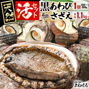 ふるさと納税 美浜町 【金曜日発送】福井・若狭湾　天然活黒アワビ(中サイズ)&amp;活サザエ1.1kgセッ...