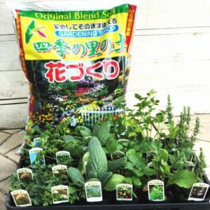 ふるさと納税 朝倉市 ハーブ苗24ポット&培養土1袋