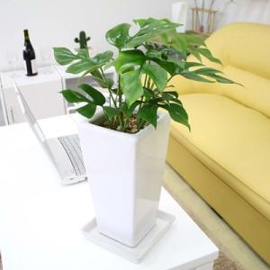 ふるさと納税 筑前町 ヒメモンステラ 6号 ホワイトスクエア陶器鉢 ストレート