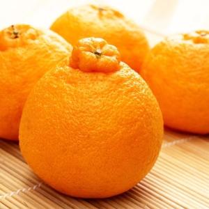 ふるさと納税 湯浅町 和歌山有田の濃厚大玉デコポン 12〜15玉(約5kg)