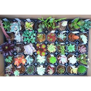 ふるさと納税 有田市 おまかせ　多肉植物40種セット