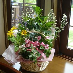 ふるさと納税 朝倉市 季節のフラワーバスケット(...の商品画像