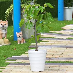 ふるさと納税 朝倉市 イチジクの鉢植えの商品画像