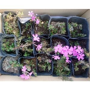 ふるさと納税 池田町 芝桜 ダニエルクッション...の詳細画像1