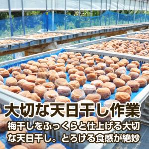ふるさと納税 御坊市 昔ながらのしょっぱい梅干...の詳細画像3