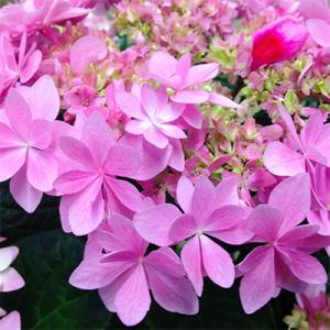 ふるさと納税 藤枝市 【 母の日に!】高級・希少品種　アジサイ鉢植え ピンク・レッド系5号 (おまかせ)