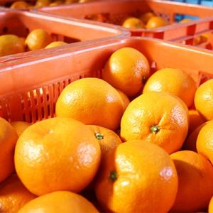 ふるさと納税 和歌山市 和歌山産 みかん 秀品...の詳細画像1