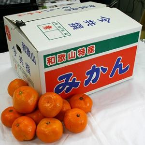 ふるさと納税 和歌山市 和歌山産 みかん 秀品...の詳細画像3