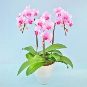 ふるさと納税 旭市 【椎名洋ラン園】ミディ胡蝶蘭・5号3本立ち