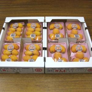 ふるさと納税 三豊市 【先行受付2027年】初夏の味覚 仁尾町のビワ 約2kg