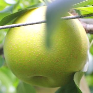 ふるさと納税 高森町 【長野県産】果汁たっぷりの梨(二十世紀梨)約3kg 秀品