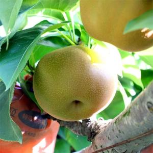 ふるさと納税 高森町 【長野県産】果汁たっぷり...の詳細画像1