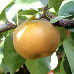 ふるさと納税 飯田市 ジューシーで甘い!長野県...の詳細画像2