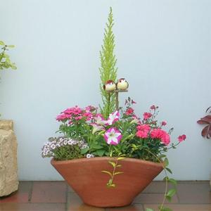 ふるさと納税 朝倉市 可愛いお花畑の寄せ植え(Lサイズ)