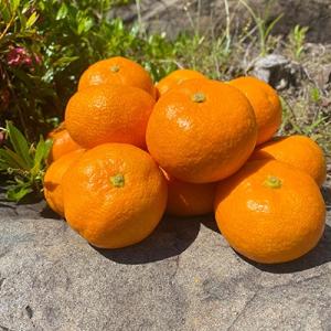 ふるさと納税 湯浅町 11月下旬より発送　<先行受付>マルユー園の温州みかん5kgご家庭用(大玉L〜3L混合サイズ)｜Yahoo!ふるさと納税